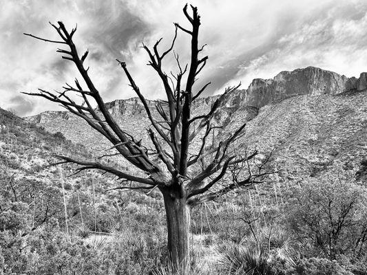 McKittrick Canyon