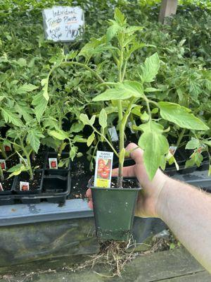 Cedar Post Farm Market West