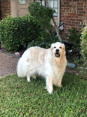 Golden Beginnings Golden Retriever Rescue