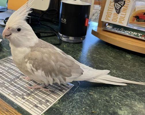 The Bird Store and More