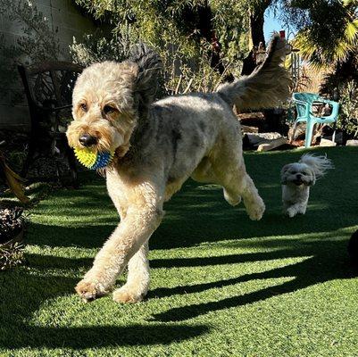 Ethel after her Scenthound appointment!!