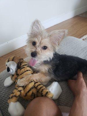 AA Ridgewood Kennels II