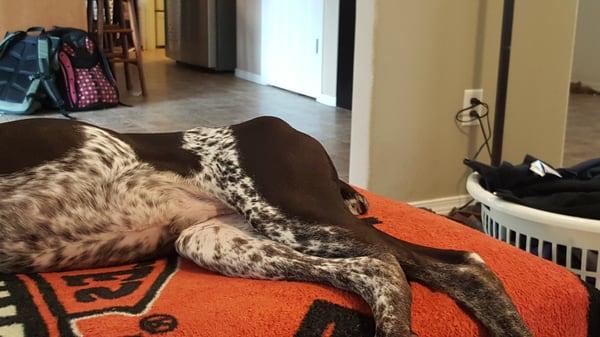 Field N' Marsh Outfitters and Kennels