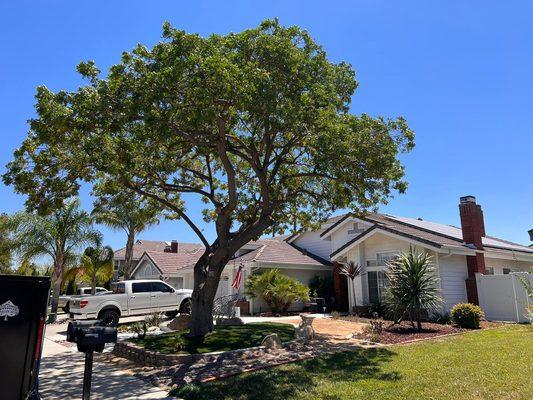 Giron Tree Life Services