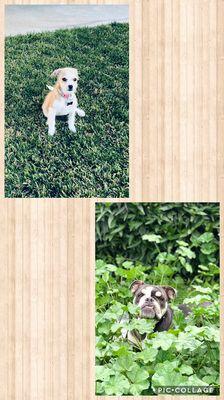 Jocelyns And Michelles Dog Sitting Service