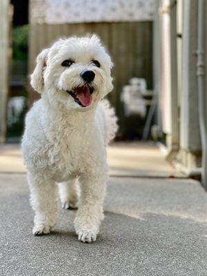 Sac Pet Vet Animal Hospital