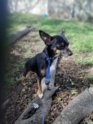 Fox And The Hounds Mobile Pet Spa