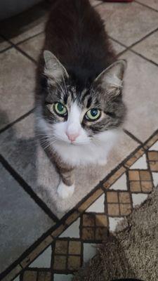 Country Oaks Veterinary Clinic