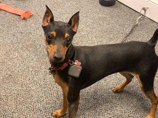 Super Dog K-9 Training Academy