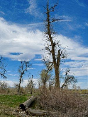 Carson Nature Center-South Platte Park