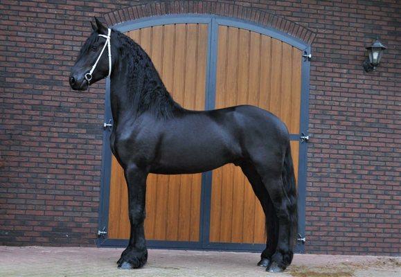 Sovereign Friesian Horses