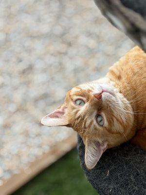 Creekside Pet Boarding
