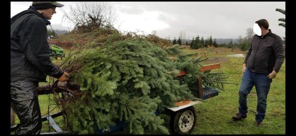 Fantastic employees helping bring the tree to the front for baling.
