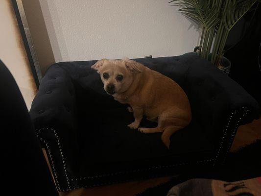 Brent-Air Animal Hospital