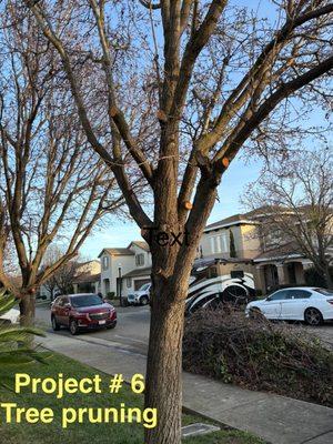 City of Trees Landscape & Design