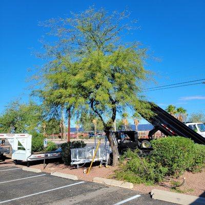 Tucson Arborists Professional Services