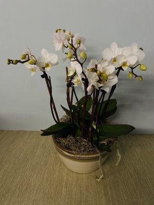 Ivory White Orchids - Beautiful White Orchids in a lovely ceramic vase.