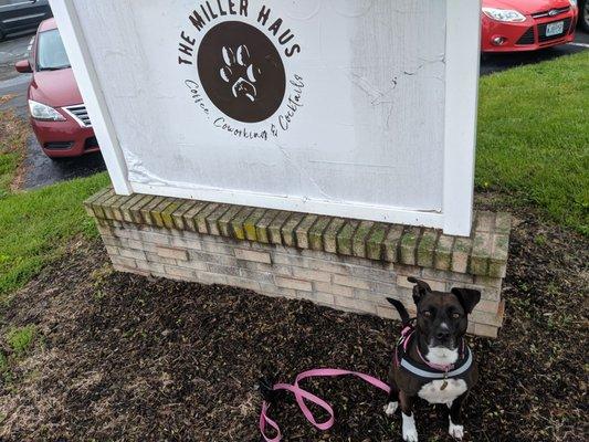 Our dog excited about a dog friendly establishment!