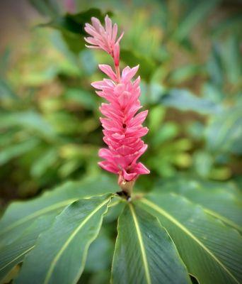 Beautiful plants all around