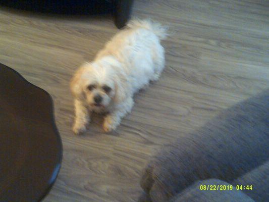 All Bout Cats & Dogs Pet Resort