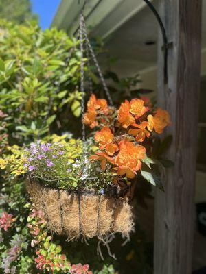 Hanging baskets in front of cottage