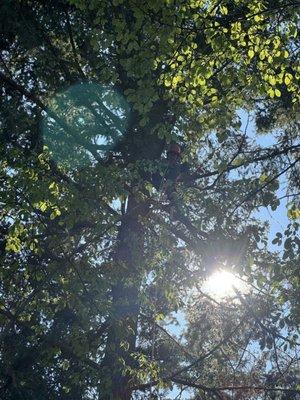 Kohlstaedt Tree Service