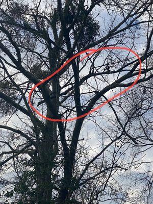 Giant broken branch waiting to fall