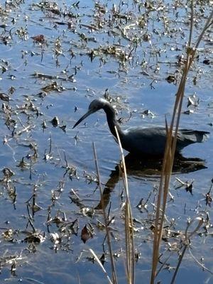 Caw Caw Interpretive Center County Park