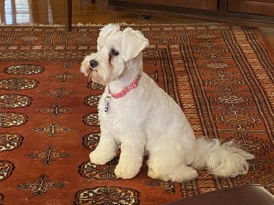 Seneca Hill Animal Hospital Resort & Spa