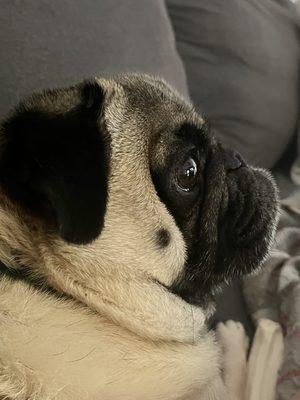 Complete Pet Care Animal Hospital at Falls Pointe