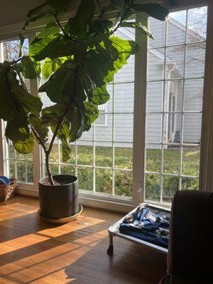 A Better Window Cleaning