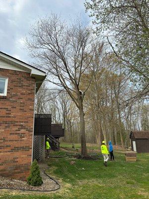 Stump Grinding Greenville