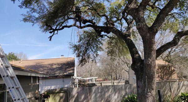 Green Rhino Tree Care