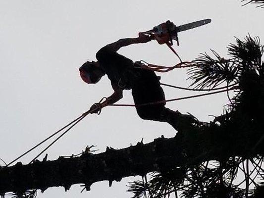 Six Days In The Trees