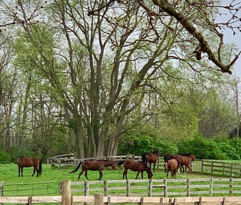 Old Stone Riding Center