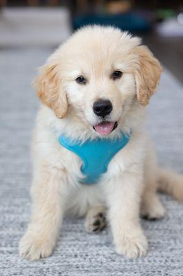 Golden Meadows Retrievers