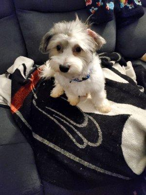 St James Animal Hospital