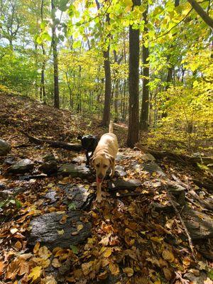 Adventures Unleashed