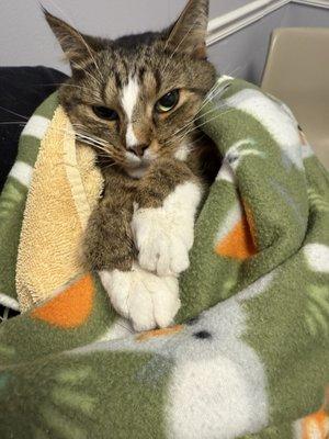 They wrapped our boy up during the euthanasia process and were so sweet and gentle with him.