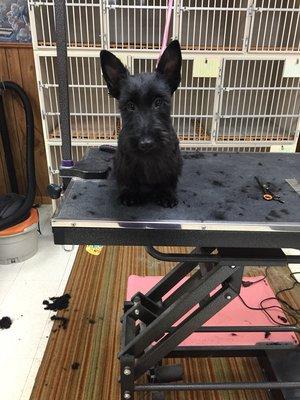 Pet Authority Grooming Center