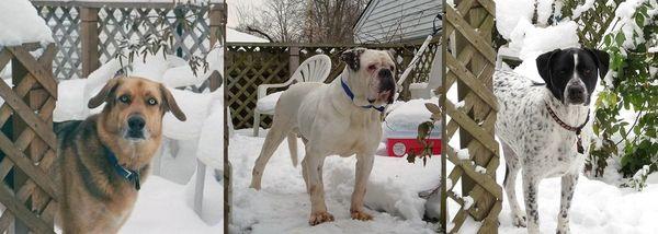 Animal Clinic of South Elgin