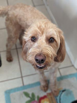 Wilfs Place Pet Services