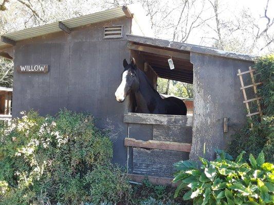 Saw this beauty while walking around