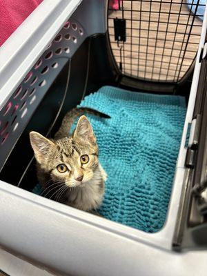 Ready to come home! The adoption process was thorough but easy!