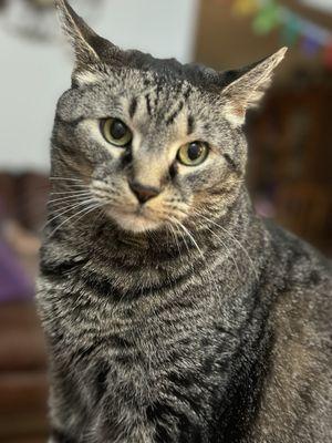 Lexington Animal Hospital