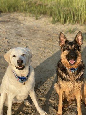 Valley Hill Farm Dog Day Care