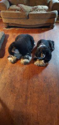 Wiley's Ark Animal Care