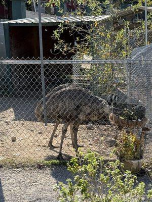 Arkansas Alligator Farm & Petting Zoo
