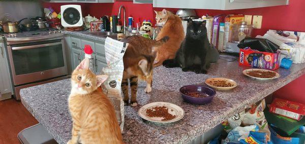 Westside Veterinary Hospital