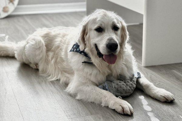 Summer Special Haircut and Groom